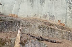 安佐動物公園