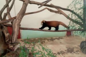 安佐動物公園