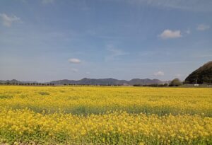 笠岡ベイファーム菜の花畑