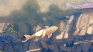 国営讃岐まんのう公園
