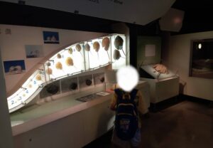カブトガニ博物館