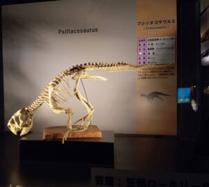 カブトガニ博物館
