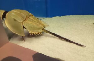 カブトガニ博物館