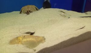 カブトガニ博物館