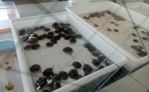 カブトガニ博物館