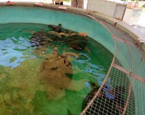 渋川マリン水族館