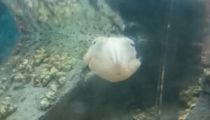 渋川マリン水族館