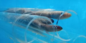渋川マリン水族館