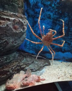渋川マリン水族館