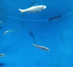 渋川マリン水族館