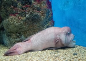 渋川マリン水族館
