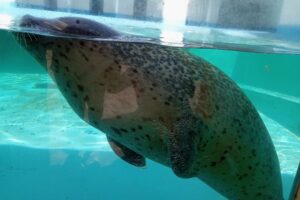 渋川マリン水族館
