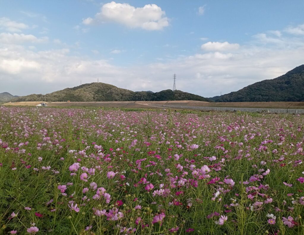 笠岡ベイファーム