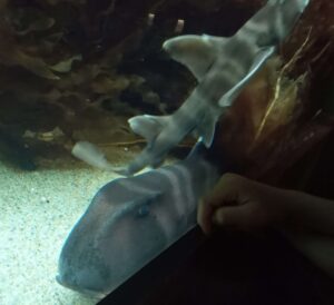 四国水族館