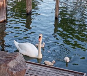 蓮池公園