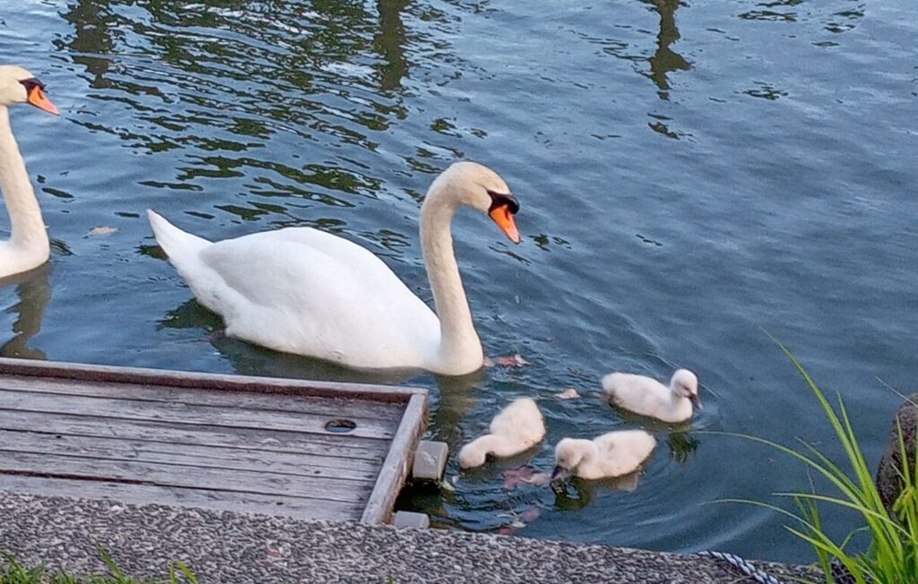 蓮池公園