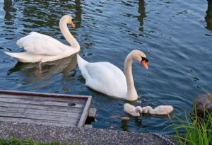 蓮池公園