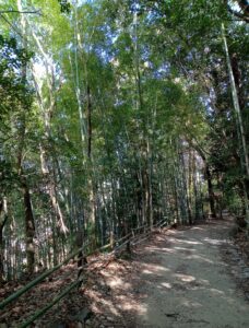 艮神社裏参道