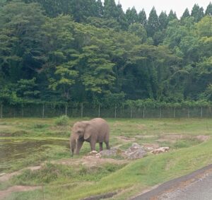 秋吉台サファリランド