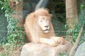 秋吉台サファリランド