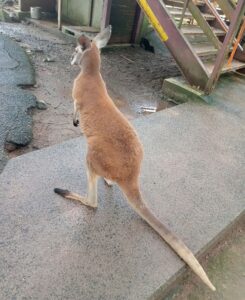 秋吉台サファリランド