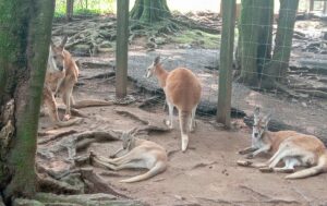 秋吉台サファリランド