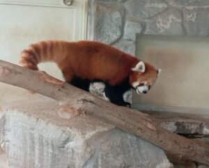 秋吉台サファリランド