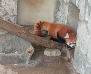 秋吉台サファリランド