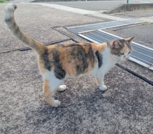 走島