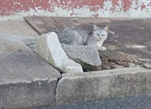走島