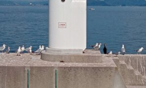 走島